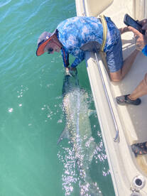 Tarpon bite is on!!!