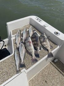 Galveston Report Photo 1