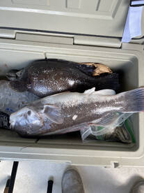 Tautog bite is on Fire!