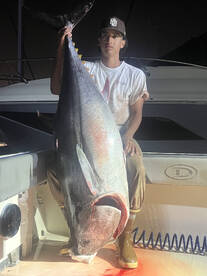 Big Bluefin are back! Yellowtail startin