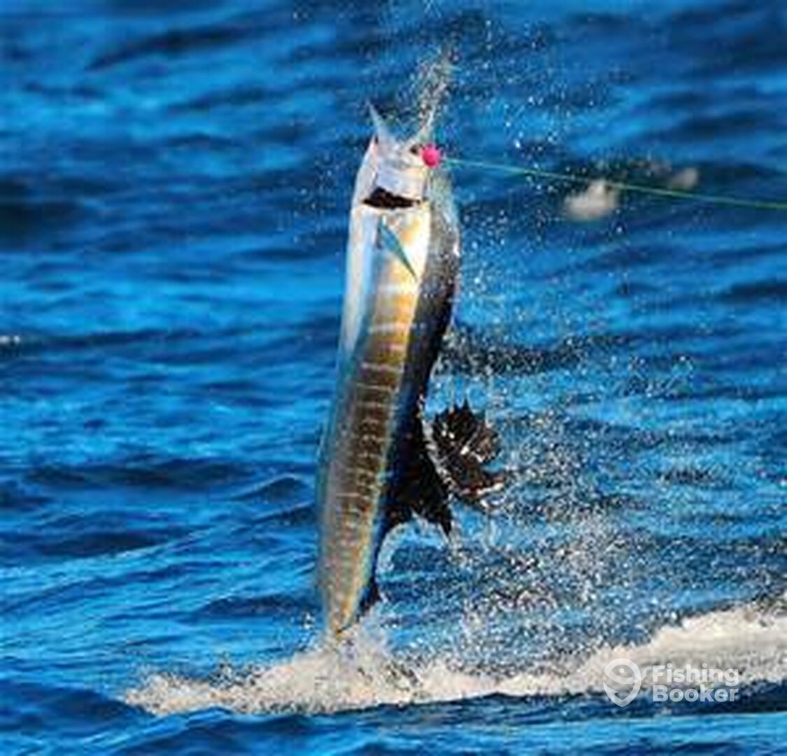 sailfish