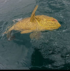 Clearwater Report Photo 1