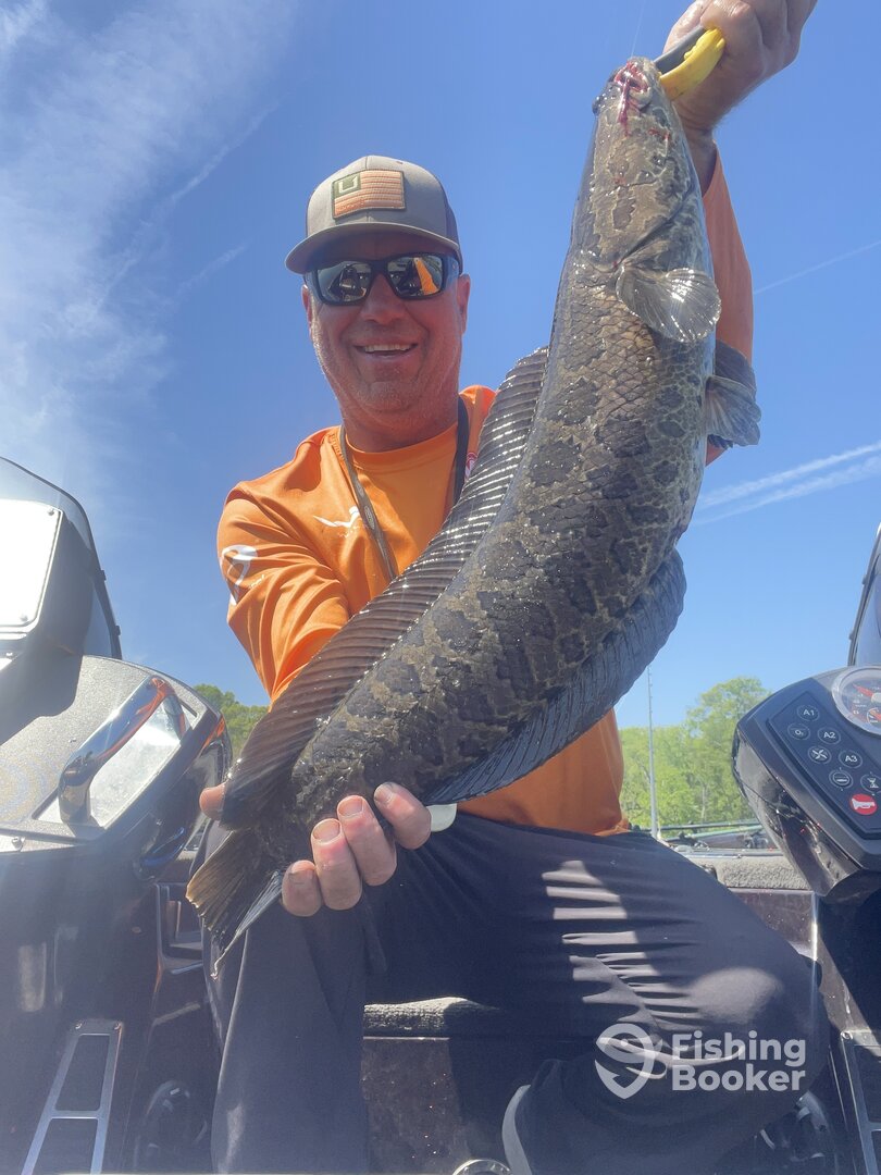 Potomac Snakeheads