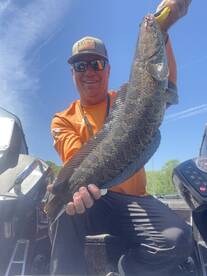 Potomac Snakeheads and Bass in May with 