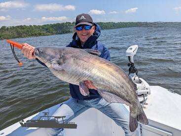 40 lb Chesapeake Blue catfish 