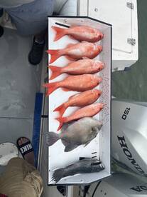 Palm Coast Report Photo 1