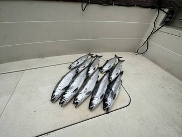 Fish has been off the wall this week