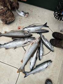 Algoma Report Photo 2