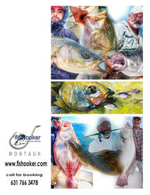 The bass are in Montauk big time