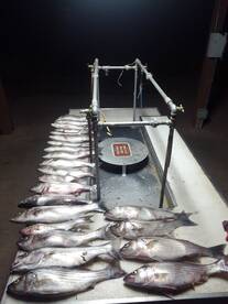 Striped bass bite is on fire! 