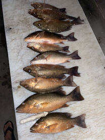 Evening snapper trips!!!!