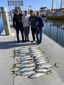 LIMITS (20) of Yellowtail!