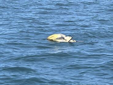 Paquera Report Photo 2