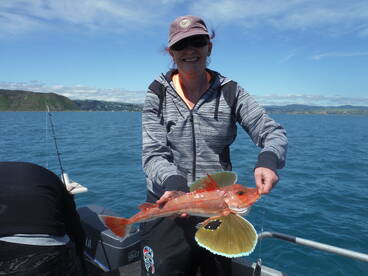 Good sized gurnard