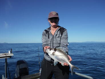 Tarakihi great fillets