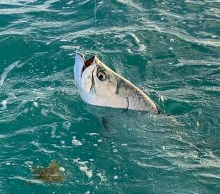 Upper Keys Report Photo 4