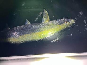 Upper Keys Report Photo 3