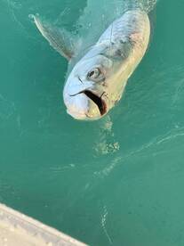 NIGHT TIME TARPON!!  MONSTERS!! 