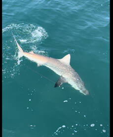 Clearwater Report Photo 1