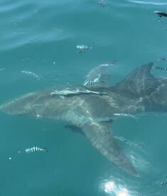 Clearwater Report Photo 2