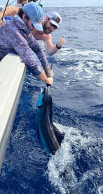 White marlin/ mahi