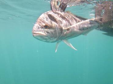 SATELLITE TAGGING ROOSTERFISH