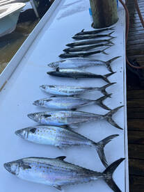 Gulf Shores Report Photo 2