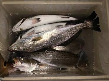 Bolivar Peninsula Report Photo 1