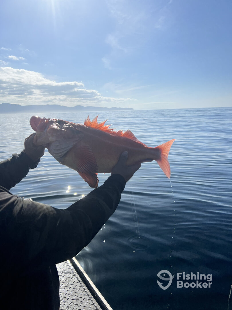 Garibaldi Report Photo 0