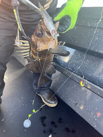 Garibaldi Report Photo 1