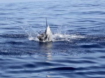 COSTA RICA FISHING WITH GOOD DAY