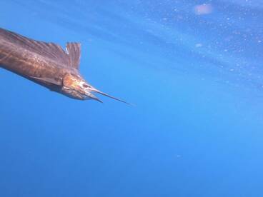 FLY FISHING ABOARD GOOD DAY COSTA RICA