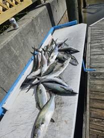 Wilmington Report Photo 1