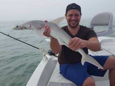 Hammerhead