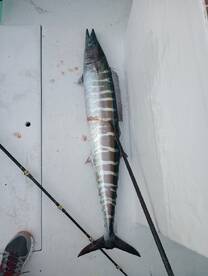 Destin Report Photo 2