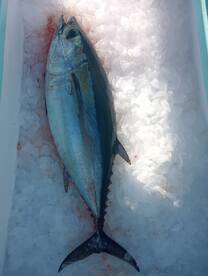 Destin Report Photo 1