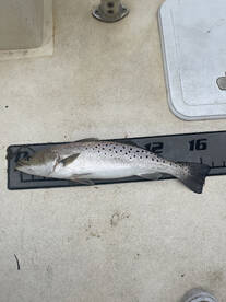 Wanchese Report Photo 2