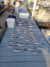 Tuna and tile fish limit