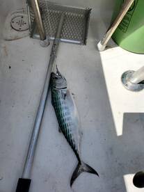 Spanish and Blues all over