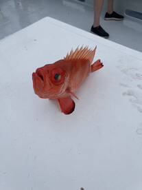 Destin Report Photo 2