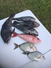 North Myrtle Beach Report Photo 1