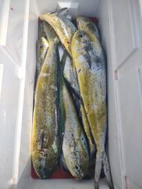 Yankeetown Report Photo 2