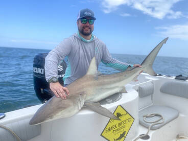 Sharks are here