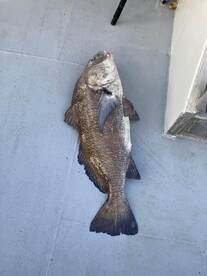 Cape May Report Photo 1