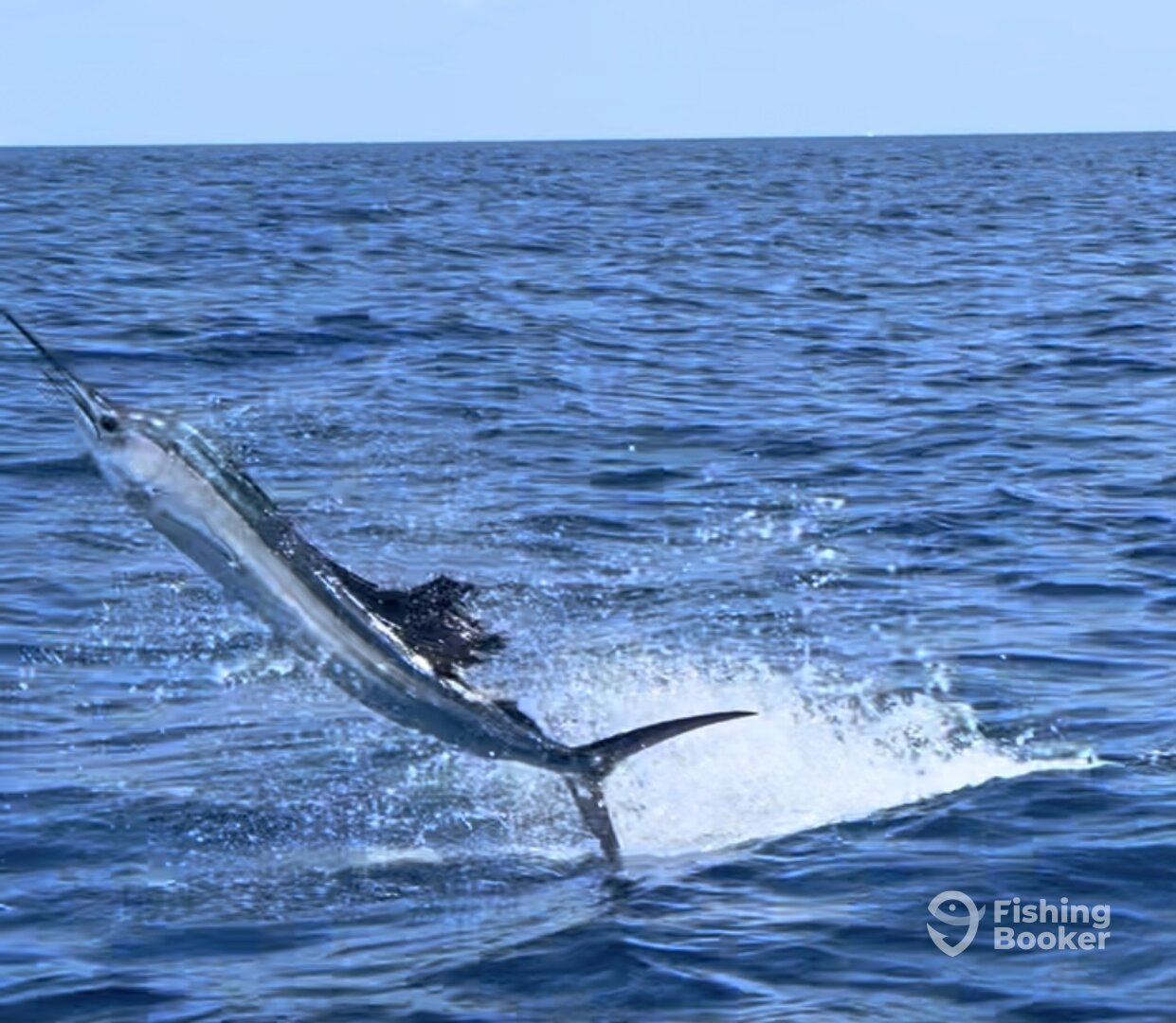 Sailfish about hunoed in the boat after we hooked.