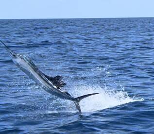 Offshore to Inshore Summer fun. 