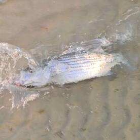 Stone Harbor Report Photo 2