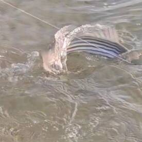 Stone Harbor Report Photo 1