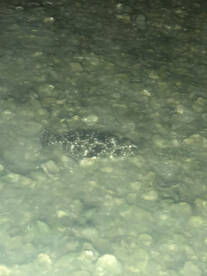 FLOUNDER GIGGING 5/15/23