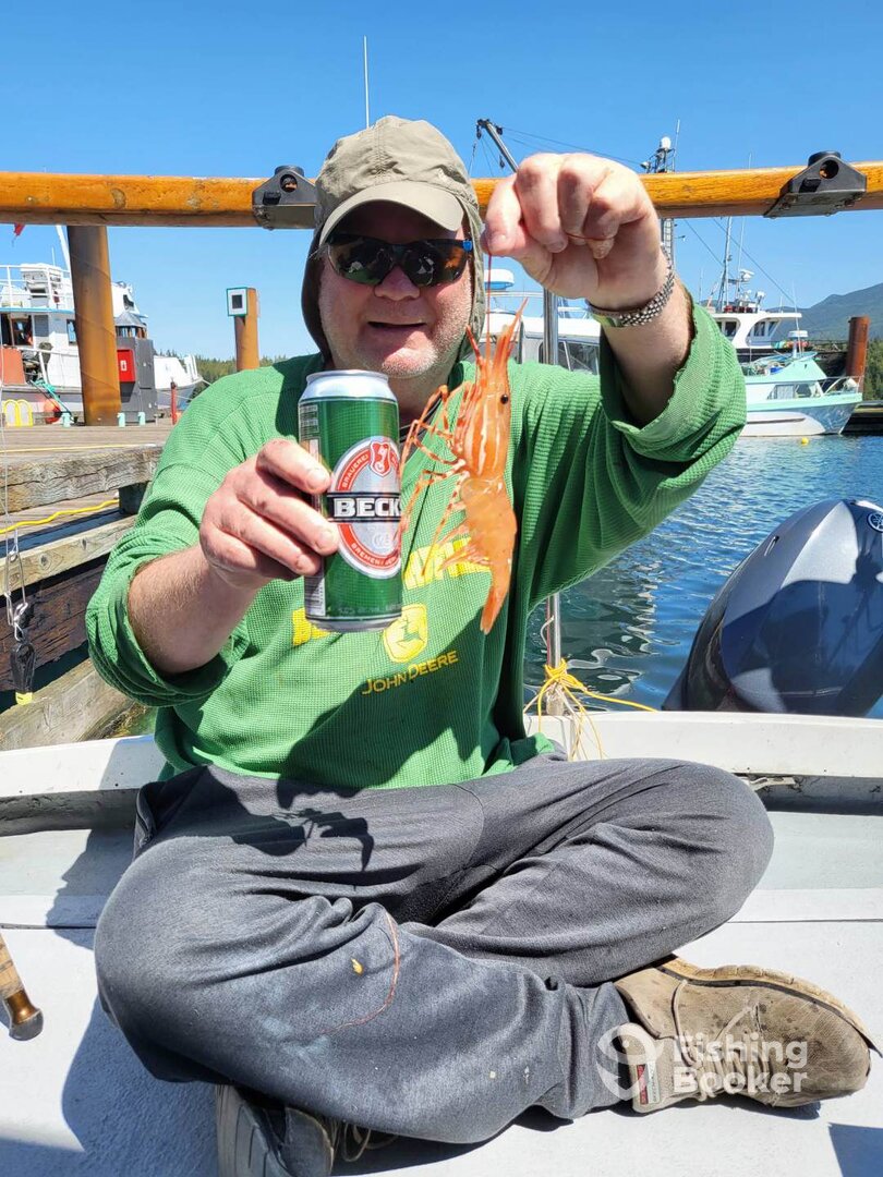 BC spot prawn the size of a tall boy